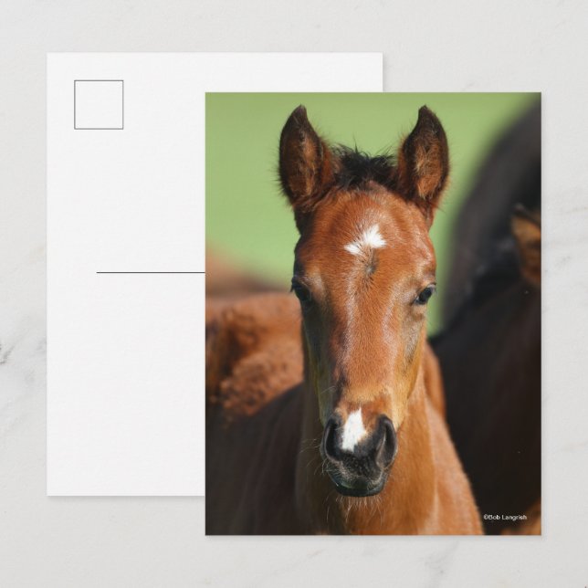 Bob Langrish | Quarter Horse Foal Headshot Postcard (Front/Back)