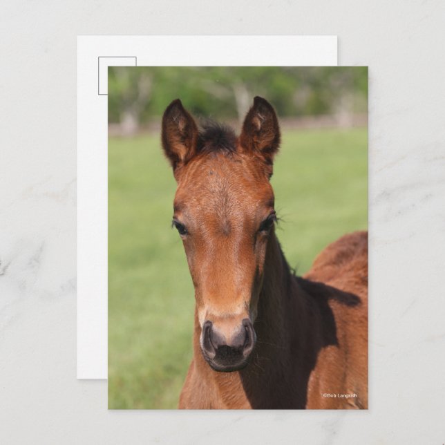 Bob Langrish | Quarter Horse Foal Headshot Postcard (Front/Back)