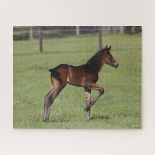 Bob Langrish Quarter Horse Foal Standing Leg Up Jigsaw Puzzle