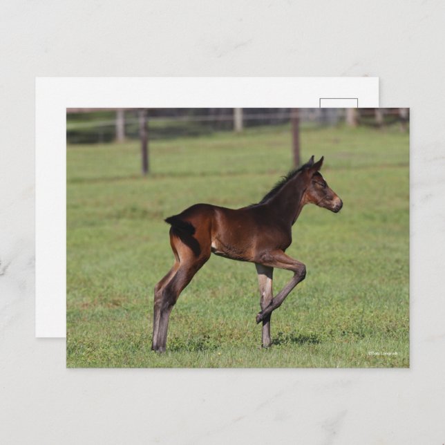 Bob Langrish | Quarter Horse Foal Standing Leg Up Postcard (Front/Back)