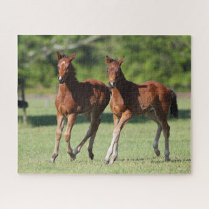 Bob Langrish Quarter horse Foals Together Jigsaw Puzzle