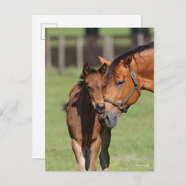 Bob Langrish Quarter Horse Mare and Foal Cuddling Postcard (Front/Back)