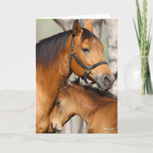Bob Langrish Quarter Horse Mare and Foal Headshot Card