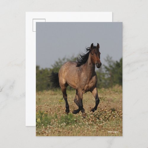 Bob Langrish  Quarter Horse Running In Flowers Postcard