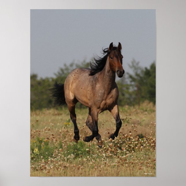 Bob Langrish | Quarter Horse Running In Flowers Poster (Front)