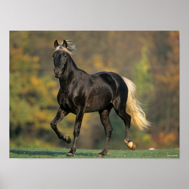 Bob Langrish | Rocky Mountain Horse Autumn Poster (Front)