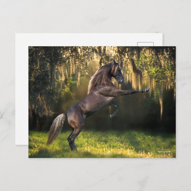 Bob Langrish | Rocky Mountain Horse Rearing Postcard (Front/Back)