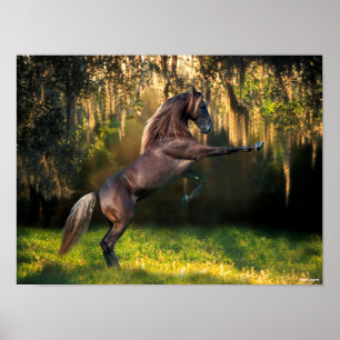 Bob Langrish Rocky Mountain Horse Rearing Poster