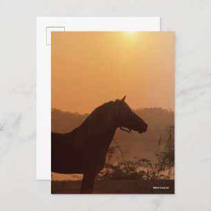 Bob Langrish Rocky Mountain Horse Silhouette Postcard