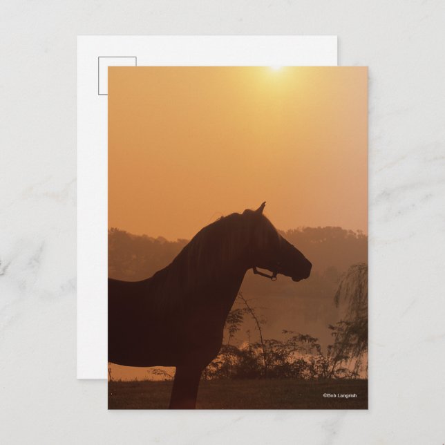 Bob Langrish | Rocky Mountain Horse Silhouette Postcard (Front/Back)