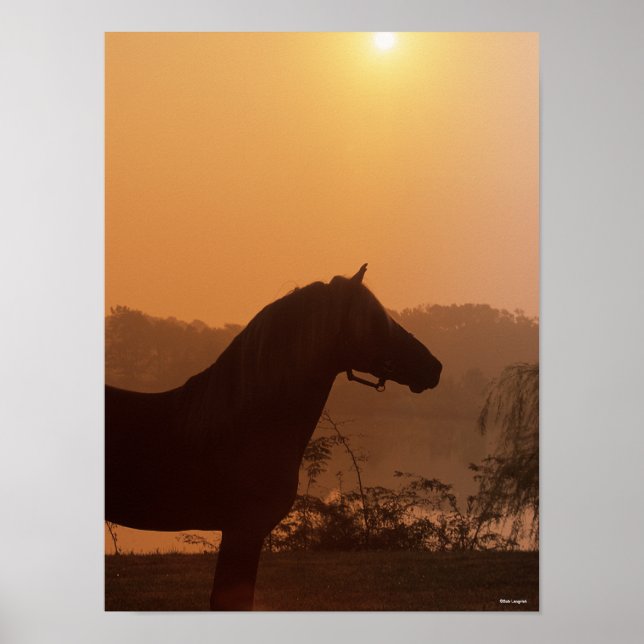 Bob Langrish | Rocky Mountain Horse Silhouette Poster (Front)