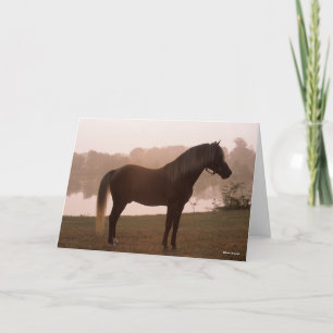 Bob Langrish Rocky Mountain Horse Standing Backlit Card