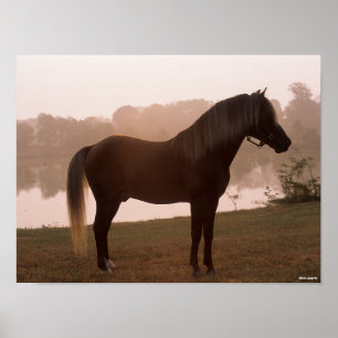 Bob Langrish Rocky Mountain Horse Standing Backlit Poster