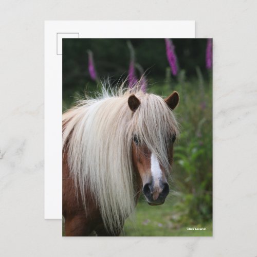 Bob Langrish  Shetland Pony headshot With Flowers Postcard