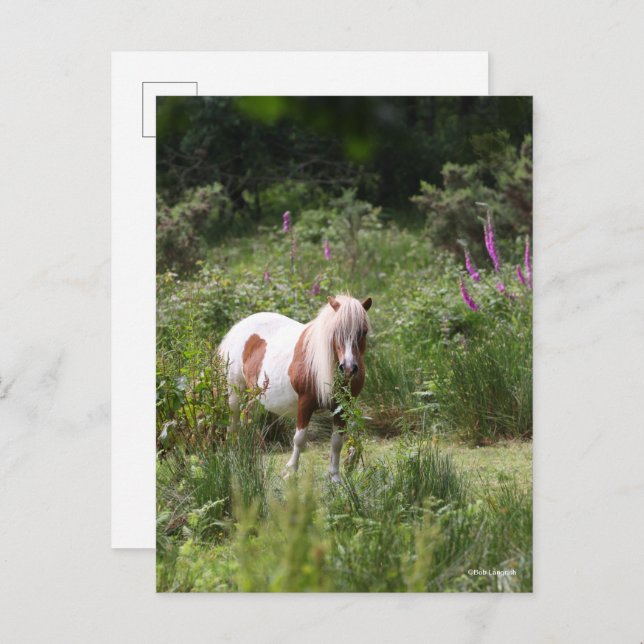 Bob Langrish | Shetland Pony Standing By Flowers Postcard (Front/Back)