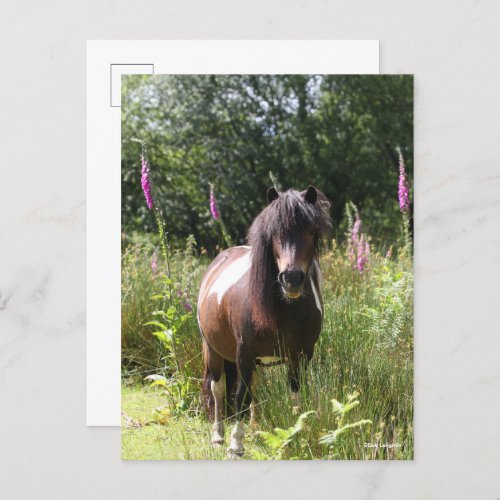 Bob Langrish  Shetland Pony Standing By Flowers Postcard