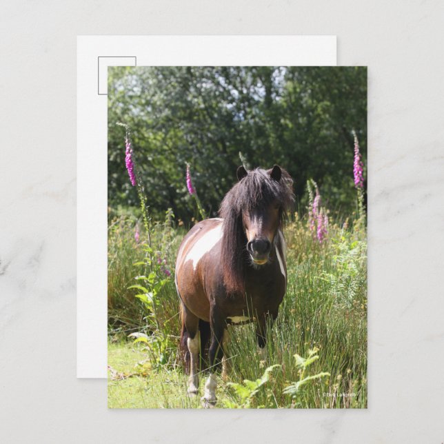 Bob Langrish | Shetland Pony Standing By Flowers Postcard (Front/Back)