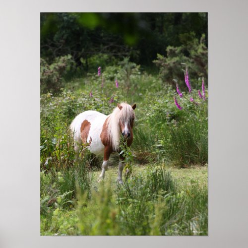 Bob Langrish  Shetland Pony Standing By Flowers Poster