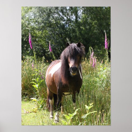 Bob Langrish  Shetland Pony Standing By Flowers Poster