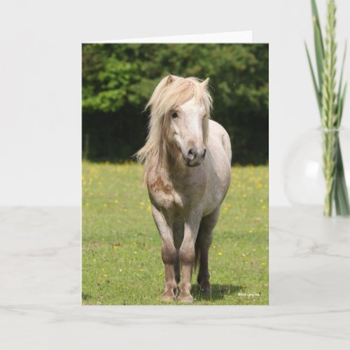 Bob Langrish  Shetland Pony Standing Card