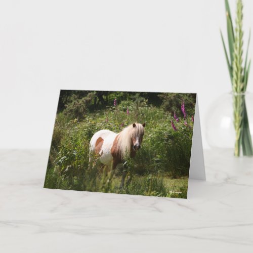 Bob Langrish  Shetland Pony Standing In Flowers Card