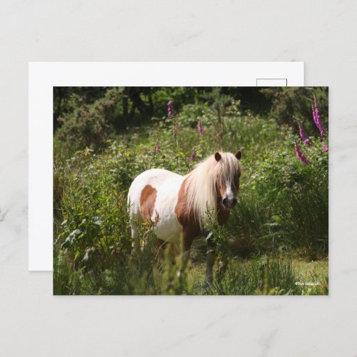 Bob Langrish  Shetland Pony Standing In Flowers Postcard