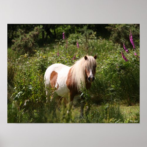 Bob Langrish  Shetland Pony Standing In Flowers Poster