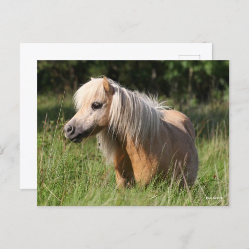 Bob Langrish Shetland Pony Standing in Long Grass Postcard