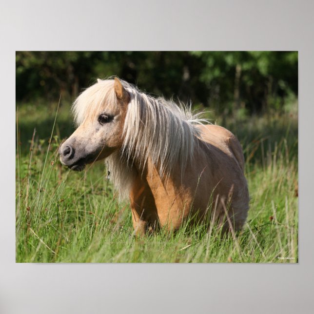 Bob Langrish Shetland Pony Standing in Long Grass Poster (Front)