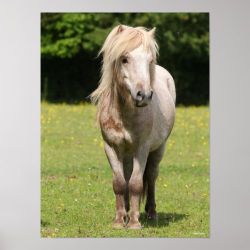 Bob Langrish  Shetland Pony Standing Poster