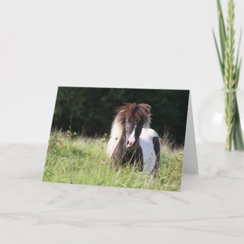 Bob Langrish  Shetland Stallion Standing In Grass Card