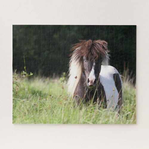 Bob Langrish  Shetland Stallion Standing In Grass Jigsaw Puzzle