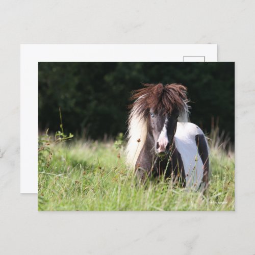 Bob Langrish  Shetland Stallion Standing In Grass Postcard