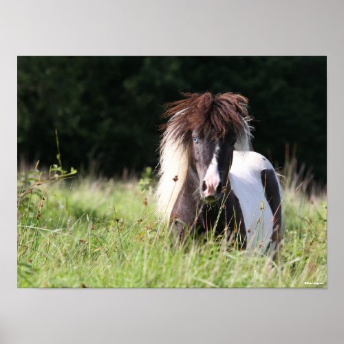 Bob Langrish  Shetland Stallion Standing In Grass Poster