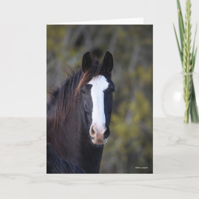 Bob Langrish | Shire Horse Headshot Card (Front)