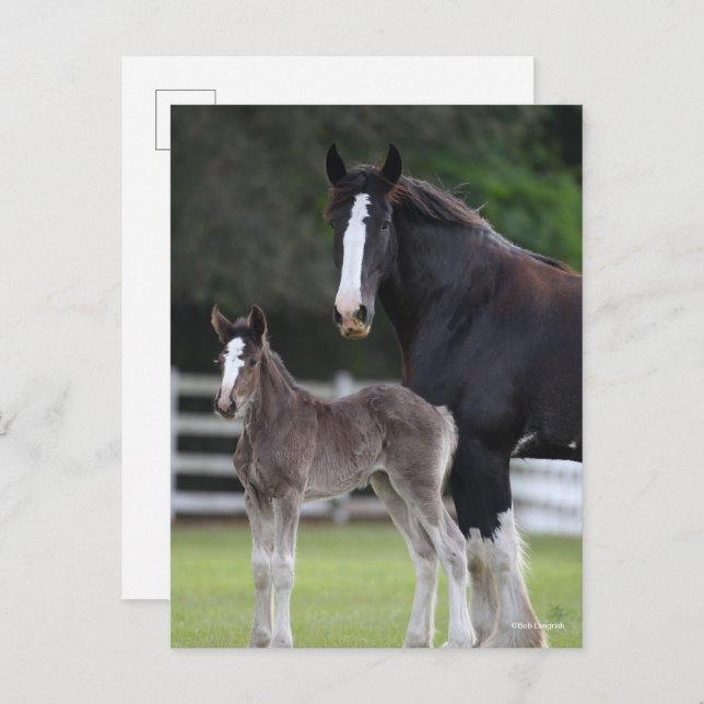 Bob Langrish | Shire Horse Mare and Foal Standing Postcard (Front/Back)