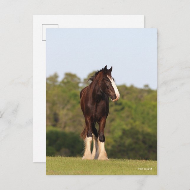 Bob Langrish | Shire Horse Standing In Field Postcard (Front/Back)