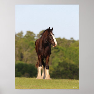 Bob Langrish Shire Horse Standing In Field Poster