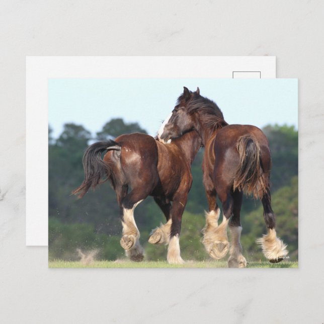 Bob Langrish | Shire Horses Running Rear View Postcard (Front/Back)