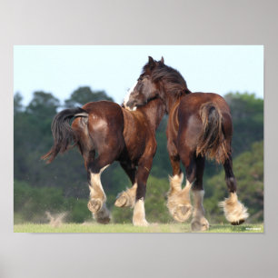 Bob Langrish Shire Horses Running Rear View Poster