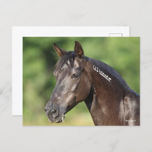 Bob Langrish  Spanish Mustang Mare Headshot Postcard