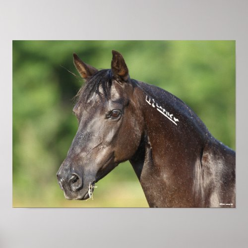 Bob Langrish  Spanish Mustang Mare Headshot Poster