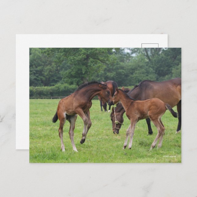 Bob Langrish | Sport Horse Foals Playing Postcard (Front/Back)