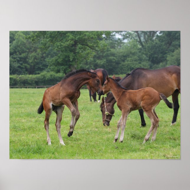 Bob Langrish | Sport Horse Foals Playing Poster (Front)