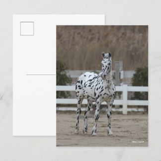 Bob Langrish | Spotty Appaloosa Friesian Standing Postcard
