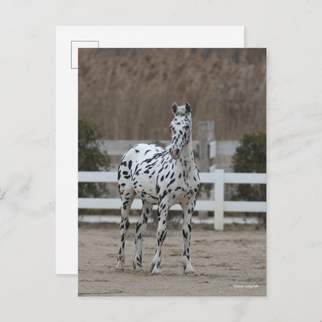 Bob Langrish | Spotty Appaloosa Friesian Standing Postcard (Front/Back)