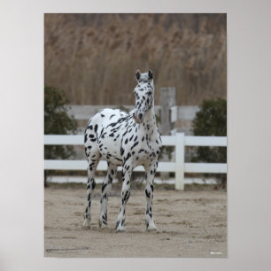 Bob Langrish Spotty Appaloosa Friesian Standing Poster