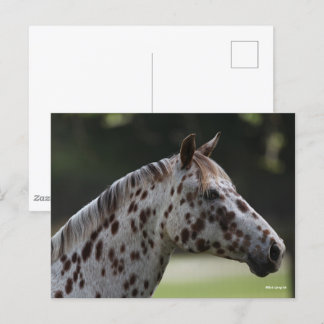 Bob Langrish | Spotty Appaloosa Headshot Postcard