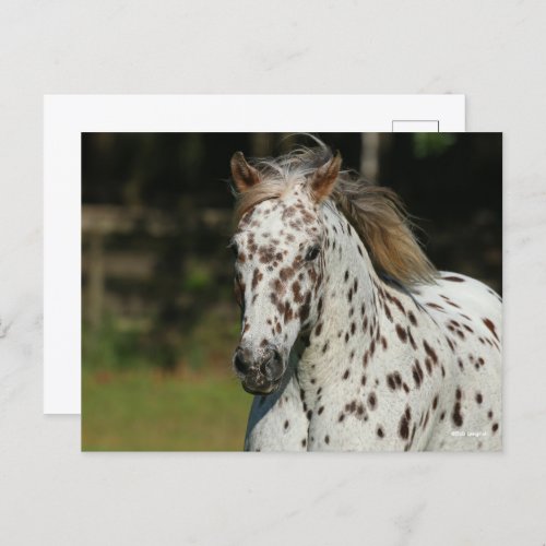 Bob Langrish  Spotty Pony Of America Headshot Postcard