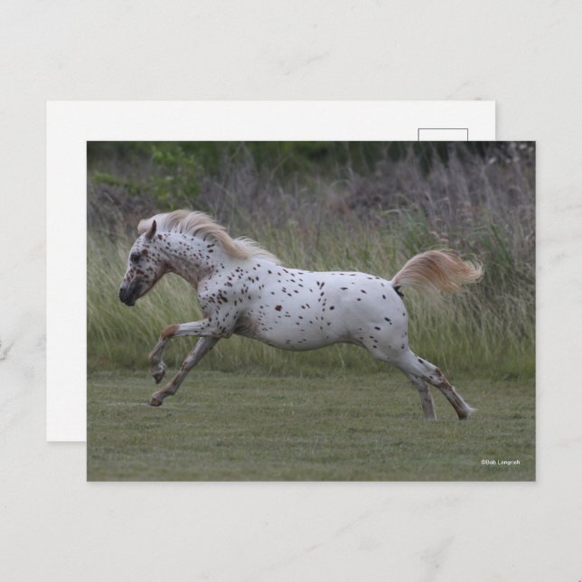 Bob Langrish | Spotty Pony of America Leaping Postcard (Front/Back)